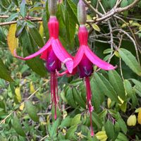 Flowers   at The Stanford Inn by the Sea in Mendocino