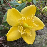 Flower  at The Stanford Inn by the Sea in Mendocino