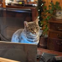 Kitties to greet you at The Stanford Inn by the Sea in Mendocino