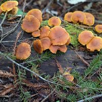 Take time to explore at The Stanford Inn by the Sea in Mendocino