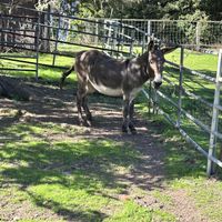   at The Stanford Inn by the Sea in Mendocino