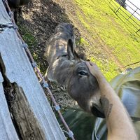   at The Stanford Inn by the Sea in Mendocino
