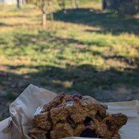 Pumpkin apple and cranberry scone at Wild Flour Bread in Freestone