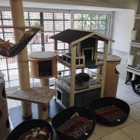 Inside the shop where the cats with medical issues live at Feral Feline Colonies Torre Argentina in Rome