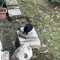   at Feral Feline Colonies Torre Argentina in Rome