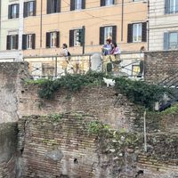   at Feral Feline Colonies Torre Argentina in Rome