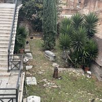   at Feral Feline Colonies Torre Argentina in Rome