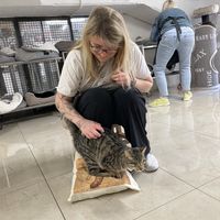   at Feral Feline Colonies Torre Argentina in Rome