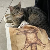   at Feral Feline Colonies Torre Argentina in Rome