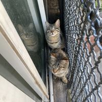   at Feral Feline Colonies Torre Argentina in Rome