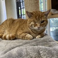   at Feral Feline Colonies Torre Argentina in Rome