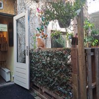  at Kattencafe de Muis  in Arnhem