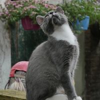  at Kattencafe de Muis  in Arnhem