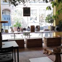 Interior at the store front at Kattencafe de Muis  in Arnhem