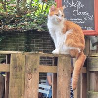Heel mooi en lief at Kattencafe de Muis  in Arnhem