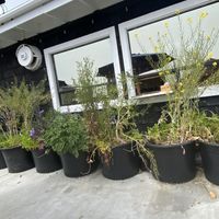   at Falafelove in Eureka