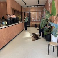 Dog friendly!  at Margo's Amsterdam Bellamy - Oud-West in Amsterdam