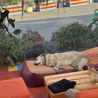   at Tranquilo in Santorini