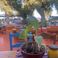   at Tranquilo in Santorini