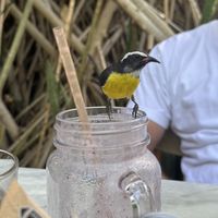   at The Coco Cafe in Noord
