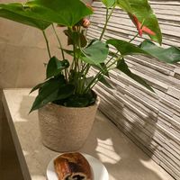 Vegan babka (plated at home) at Black Star Bakery & Cafe in New York City