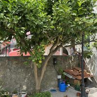 Citronnier sur la terrasse   at O Oriente no Porto in Porto