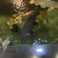 koi pond!  at iVegan Supershop Nha Trang - Healthy Plant Based Cafe in Nha Trang