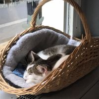 Lovely cat  at Mrau Cafe in Lublin
