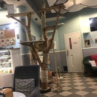 Paradise for cats  at Mrau Cafe in Lublin