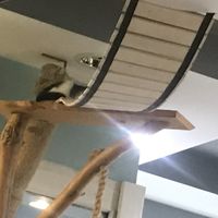 Interior is definitely for cats  at Mrau Cafe in Lublin