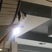 🐱  at Mrau Cafe in Lublin