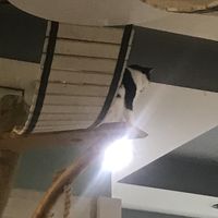 🐱  at Mrau Cafe in Lublin