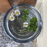   at Oasis Sempach in Sempach