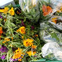 Fresh baby leaf salad mix at Gartneriet Rødmose in Vejle