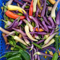 Best place to look for organic chili at Gartneriet Rødmose in Vejle