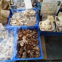 They also have mushrooms, on this particular day the Lions Maine looked great. at Gartneriet Rødmose in Vejle