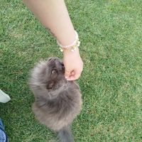 Il loro gattone che andava a giro, super dolce. at Agriturismo Ristorante Il Melograno di Banditella in Grosseto