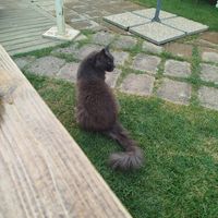 Gattone. at Agriturismo Ristorante Il Melograno di Banditella in Grosseto