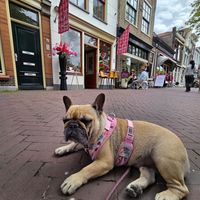 Entspannte Strasse davor at Lente - Vegan Patisserie in Gouda