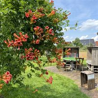 I just wanted to take a picture of the plant, but you can get an idea of that place 😊  at Café Harmshof in Jork