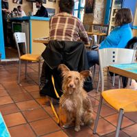 This cutie pie looked at us while we were eating 🐶❤️ at Maus Food & Drinks in Oviedo