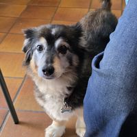 Cutest dog inside at Queen Beans in Uppsala