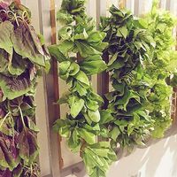 veggies at Vege Creek 蔬河 - Yanji St in Taipei