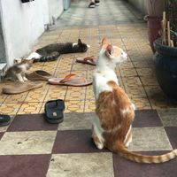  at Spring Not So Boring Vegan Cooking Class in Ho Chi Minh City