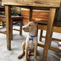 Doggos  at Bay Brew - Maybe closed in San Vicente Palawan
