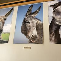 Donkey "ass" photos at Gazali's in Clive