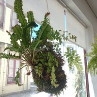 Eco deco at Essencials Café & Ayurveda in Povoa De Varzim
