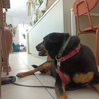 Pet friendly at Essencials Café & Ayurveda in Povoa De Varzim