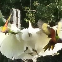 Garden visitors at Gold Coast Insight Retreats in Tallebudgera