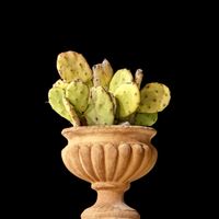   at Gutkowskino Ristorante @ Hotel Gutkowski  in Siracusa